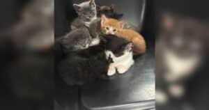 PetWireDaily — 62 Sick Kittens and 5 Exhausted Moms Push Rescuers