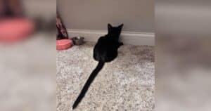 PetWireDaily — Feline Foster Shows Off Cat’s Unusually Long Tail 