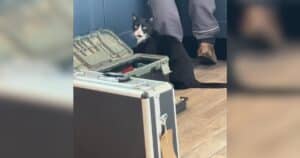 Tuxedo Cat Reaction to Handyman