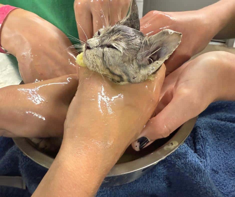 Tiny kitten covered in glue