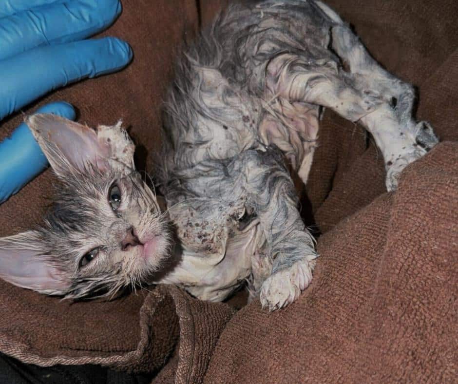 Careful removal of glue from the kitten's fur