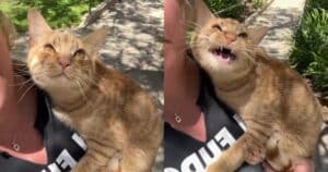 PetWireDaily — Orange Cat Has Big Feelings About Birds and Can’t 