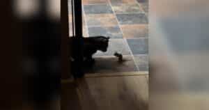PetWireDaily — 4:30 AM Wake-Up Call Turns Into a Cat and Gopher S