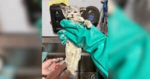 Kitten coated in glue