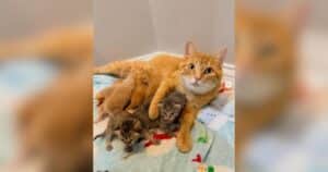 PetWireDaily — Stray Cat Arrives At Shelter Just in Time to Give 
