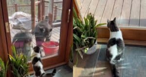 Scooter the cat defending home