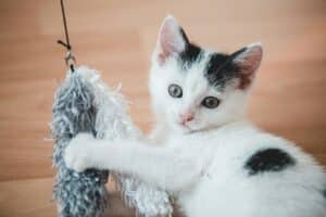 Cat Toys for Indoor Cats