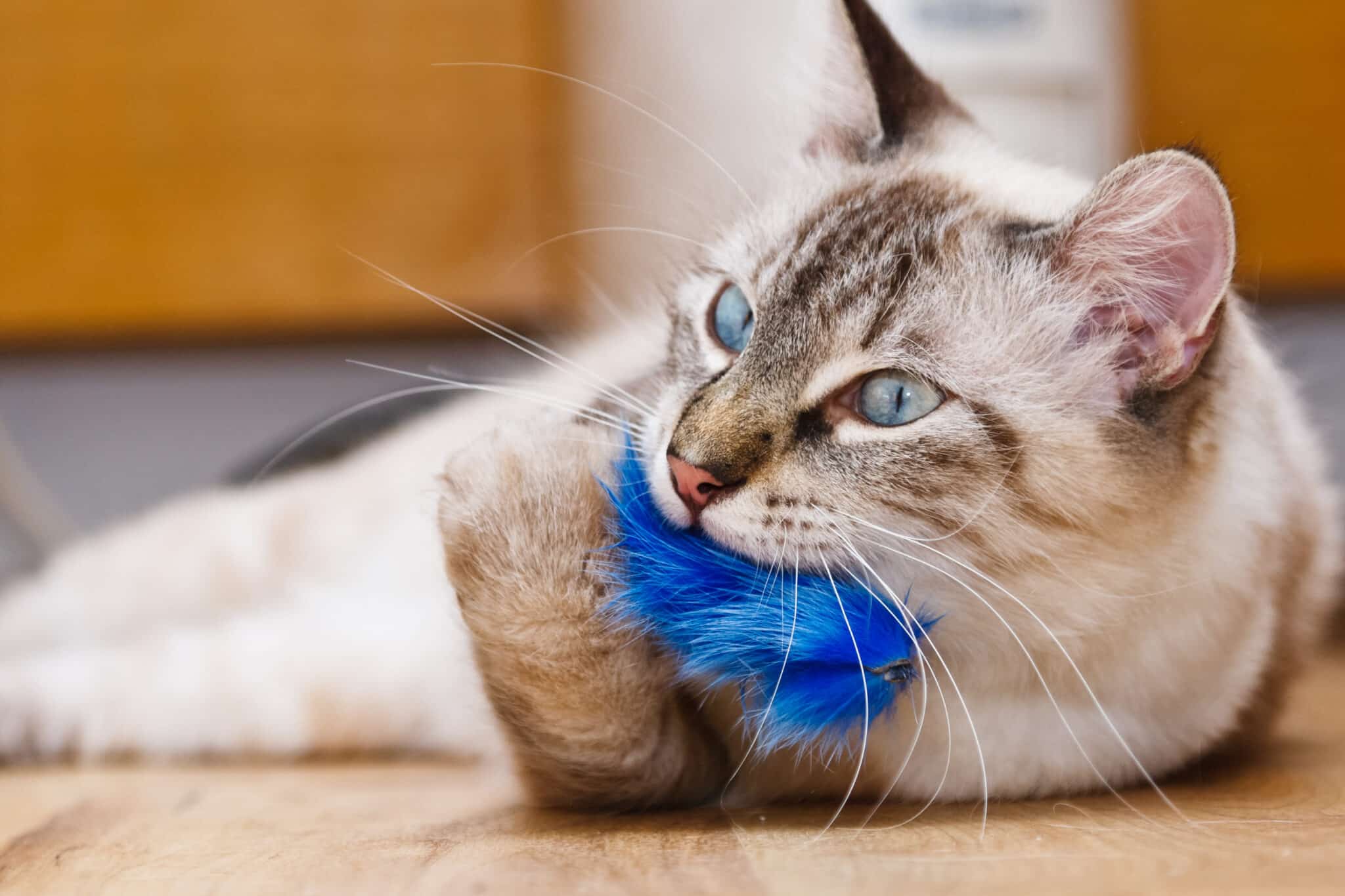 A blue-eyed Birman Cat with white paws resting peacefully on a soft blanket across someone's lap.