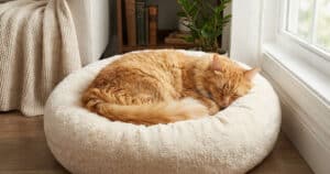 PetWireDaily — Best Cat Beds for Every Sleep Style in 2026