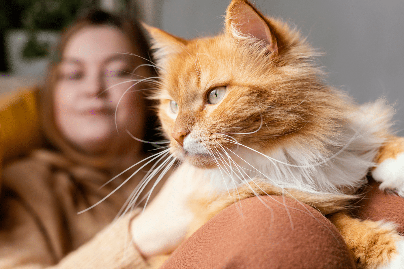 Meow Mobile orange cat sitting on woman's lap