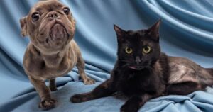 PetWireDaily — Three-Legged Best Friends Melt Hearts With Their Incredible Bond