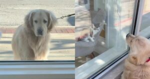 PetWireDaily — Golden Retriever Finally Meets the Shelter Cats He Was Obsessed With