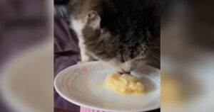 PetWireDaily — Butter or Nothing…Senior Cat Refuses to Compromise on Her Mashed Potatoes