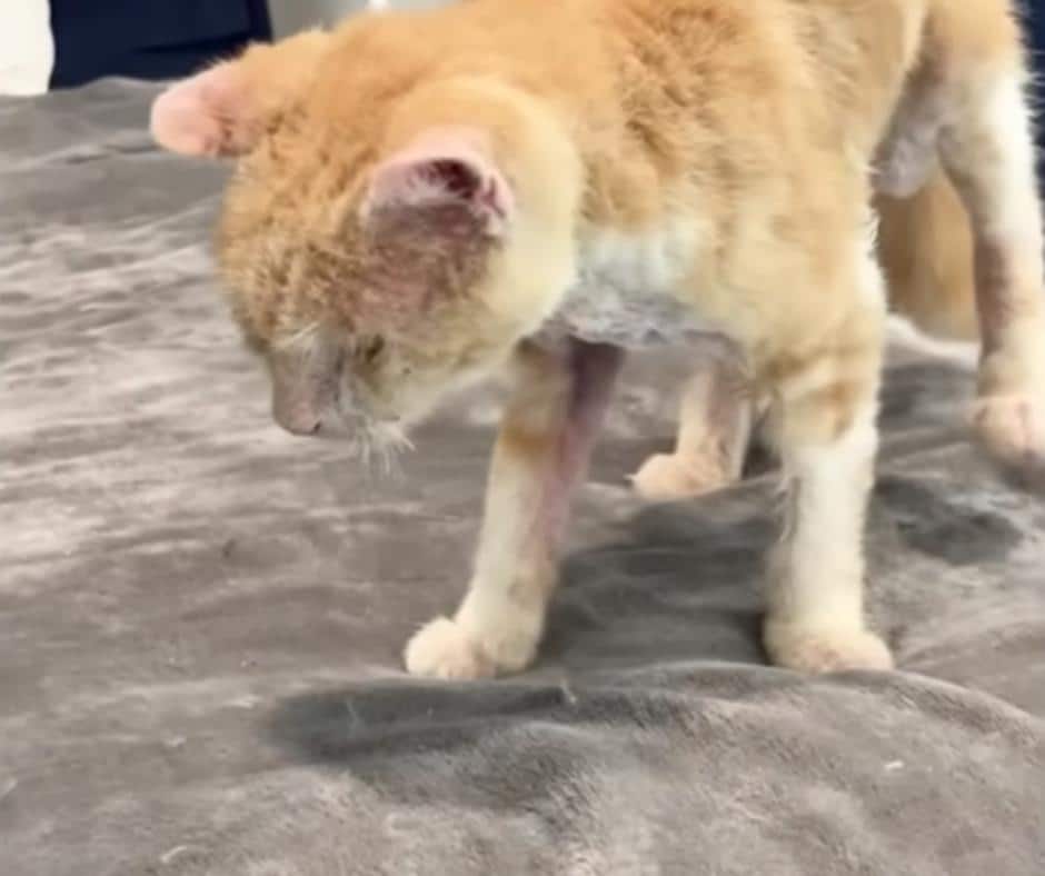 Mango at the Vet