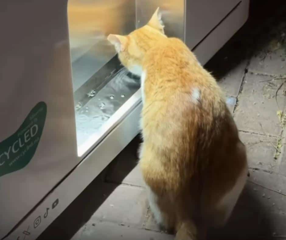 Stray cat in Dubai