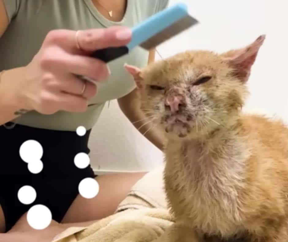 Mango's Transformation