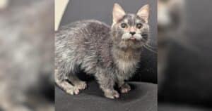 PetWireDaily — Meet Blueberry, the Tiny “Genetic Chaos” Cat Who’s Been Through It All