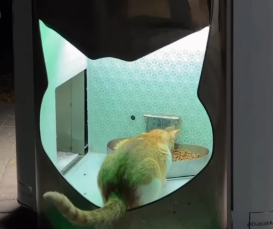 Stray cat feeding