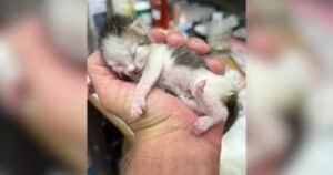 PetWireDaily — Teeny Kitten Gets Devoted Care and Finds Comfort Playing in His Rescuer’s Beard