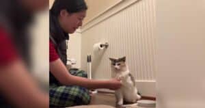 PetWireDaily — Dying Cat Does Her Favorite Trick One Final Time for Her Mom Before Saying Goodbye