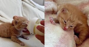 PetWireDaily — Mama Cat Adopts Tiny Orphan Kitten After Hearing His Cries