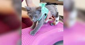 PetWireDaily — Vets Build a Tiny Lego Suit to Help This Kitten Learn to Walk