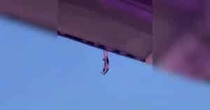 PetWireDaily — Cat Falls From Upper Deck at Football Game, Crowd Makes Incredible Catch with U.S. Flag