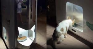 PetWireDaily — Dubai’s Futuristic Cat Feeding Stations Blend Tech and Kindness