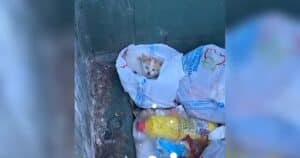 PetWireDaily — Abandoned Dumpster Kitten Starts Purring the Moment He Feels Safe