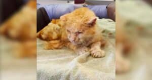 PetWireDaily — Senior Cat With Mystery Illness Blossoms Into a Happy Boy With a Chubby Belly