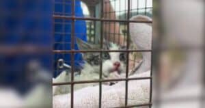 PetWireDaily — Rescuers Spend Hours Saving Feisty Kitten Trapped in Storm Drain