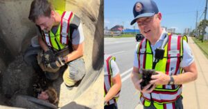 PetWireDaily — Fire Captain Falls in Love With Kitten He Helped Rescue From Storm Drain