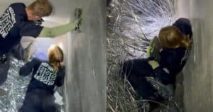 PetWireDaily — Firefighter Rescues Kitten From 30-Foot Pit and Adopts Him on the Spot