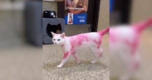 PetWireDaily — Everyone at the Shelter Had the Same Question: “Why Is This Cat Pink?”