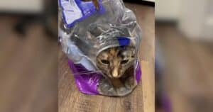 PetWireDaily — Cat Patiently Waits Her Turn…for a Piece of Cardboard
