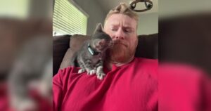 PetWireDaily — This Kitten Heard “I Don’t Like Cats” and Took It as a Challenge