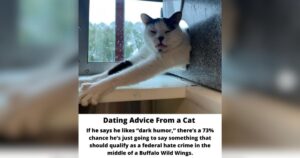 PetWireDaily — Shelter Cats Share Hilarious Dating Advice While Waiting for Homes