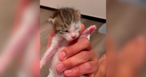 PetWireDaily — On a Trip to Korea, Man Couldn’t Walk Away From the Tiny Kittens Who Needed Him
