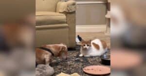 PetWireDaily — Loyal Cat Won’t Leave Senior Dachshund’s Side After He Enters Hospice