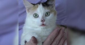 PetWireDaily — One of the Rarest Cats in the World Just Landed at This Rescue