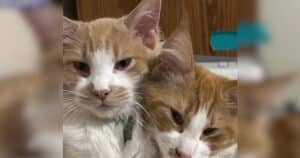 PetWireDaily — Portland Woman Bursts Into Tears After Missing Cats Are Found Alive in Los Angeles