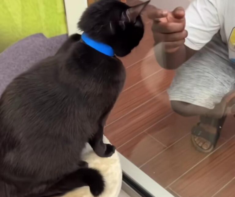 Black cat facing challenges in adoption