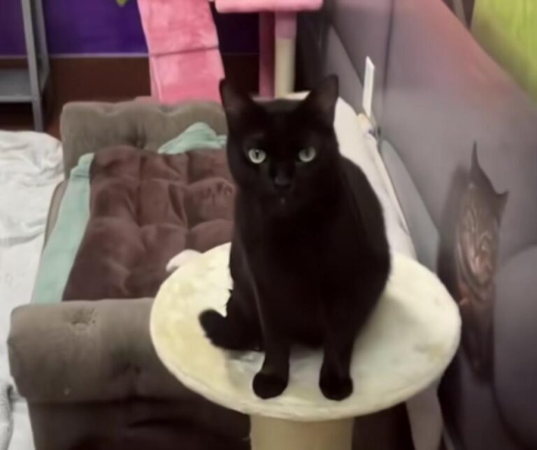 Larry hoping for a loving family