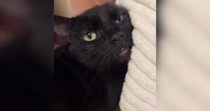 PetWireDaily — Lovebug Cat Returned to Shelter for Loving His Family Too Much