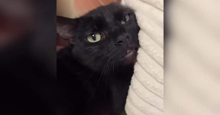 Larry the cat waiting for affection at the shelter