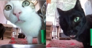 PetWireDaily — This Website Lets You Feed Cats Around the World With One Click