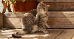 PetWireDaily — How to Protect Your Cat from Fleas and Ticks This Season (Vet-Recommended Solutions)