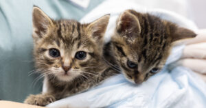 PetWireDaily — Animal Shelter Euthanasia Rates Drop Dramatically Across the U.S.
