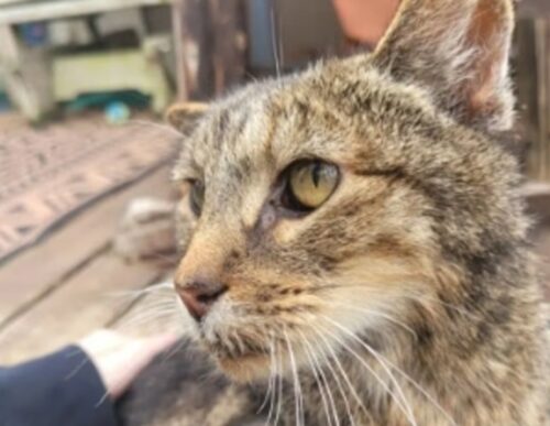 Sidney the Cat