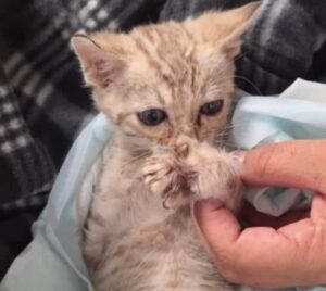 PetWireDaily — Tiny Kitten With “Broken Feet” Takes Steps Forward Thanks to Rescue Team
